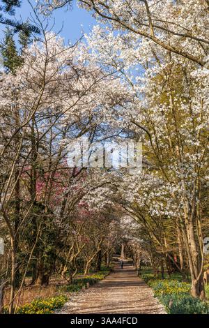 magnolia fiorita (lat. Magnolia) al Forstbotanischer Garten (Giardino Botanico forestale), un arboreto e un giardino botanico boschivo, Colonia, germe Foto Stock
