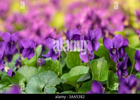 Fiori viola in fiore in primavera sul prato. Messa a fuoco selettiva. Foto Stock