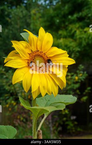 Banchettando con un girasole Foto Stock