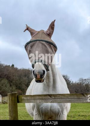 Un cavallo che indossa una maschera antimosca o un cappuccio antiscivolo, come protezione contro mosche e altri insetti (Galles, Regno Unito) Foto Stock