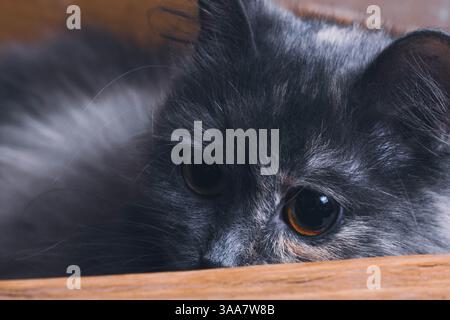 Primo piano di gatto grigio con occhi gialli distesi su un tavolo di legno Foto Stock