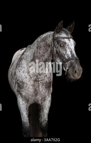 Ritratto di un elegante cavallo bianco/nero/grigio su sfondo nero. Cattura ritratti con borchie e dettagli raffinati del cavallo. Fotografia d'arte Foto Stock