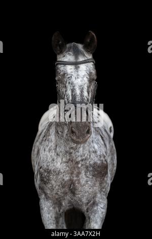 Ritratto di un elegante cavallo bianco/nero/grigio su sfondo nero. Cattura ritratti con borchie e dettagli raffinati del cavallo. Fotografia d'arte Foto Stock