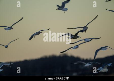 Uno stormo di gabbiani si libra graziosamente su un morbido sfondo al tramonto. La luce della sera illumina le loro piume mentre scivolano sulle acque calme, Foto Stock