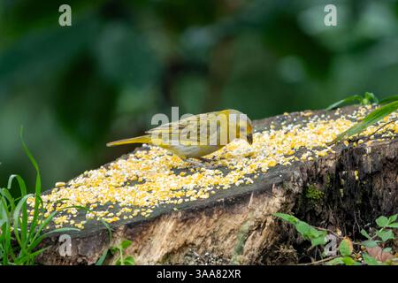 Un immaturo Saffron Finch, Sicalis flaveola, che si nutre di chicchi di mais nella Colombia occidentale. Foto Stock