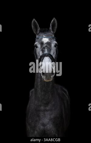 Il ritratto del cavallo bianco sul dorso su sfondo nero. Stile artistico Foto Stock