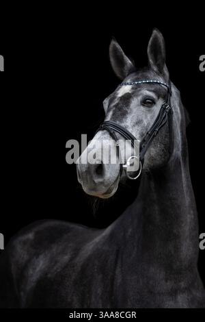 Il ritratto del cavallo bianco sul dorso su sfondo nero. Stile artistico Foto Stock