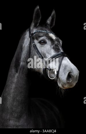 Il ritratto del cavallo bianco sul dorso su sfondo nero. Stile artistico Foto Stock