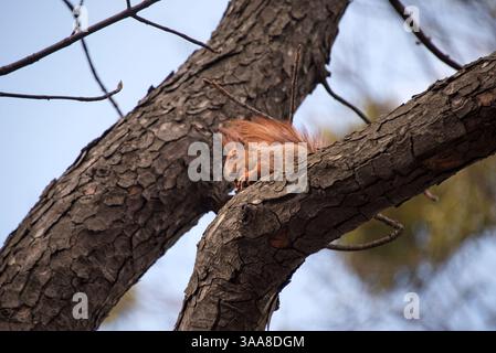 A red squirrel with bushy tail eating and resting on a tree branch, looking curious and serene under natural daylight in a quiet outdoor environment Foto Stock