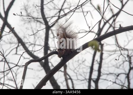 A red squirrel with bushy tail eating and resting on a tree branch, looking curious and serene under natural daylight in a quiet outdoor environment Foto Stock