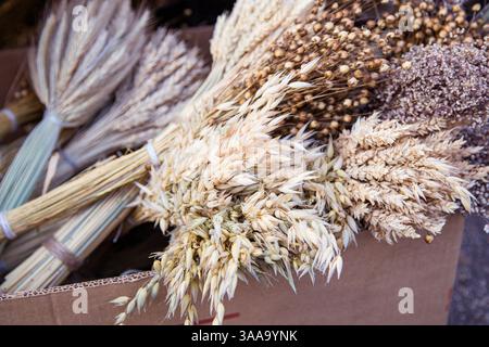 Sfondo con bouquet minimalistici di erbe secche e frumento, lenticchie e altri in stile rustico Foto Stock