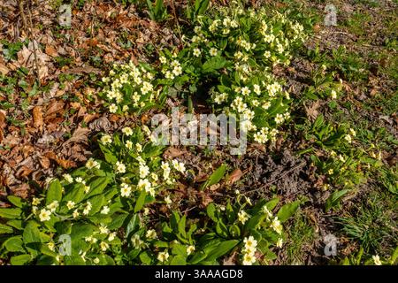 Primrose,Primrose,Woodland Floor,Spirng,Sunny,Primula vulgaris, la primula, è una specie di pianta in fiore della famiglia Primulaceae, nativ Foto Stock