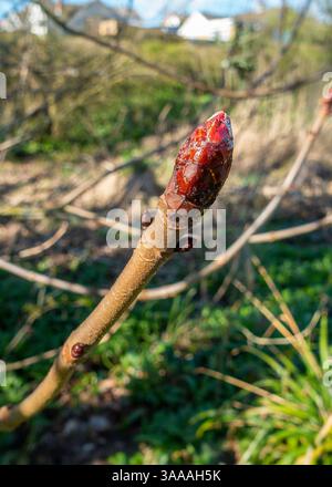 Gemma appiccicoso, gemme, castagno, albero, ippocastano di Aesculus, castagne, Foto Stock