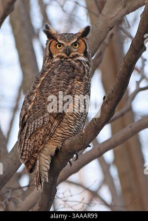 Gufo dalle grandi corna arroccato su un ramo nella foresta, Quebec, Canada Foto Stock