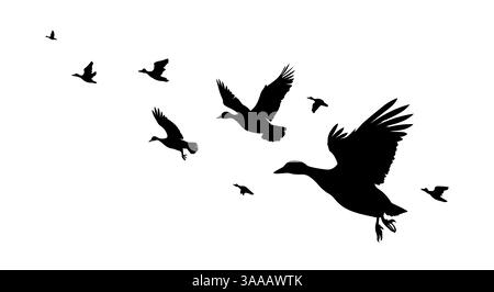 Uno stormo di anatre che volano. disegno a mano. Non IA. Illustrazione vettoriale Illustrazione Vettoriale