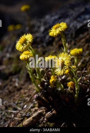 Un primo piano di un vivace gruppo di fiori a piedi colti della stagione, che segnalano l'arrivo della primavera. Foto Stock