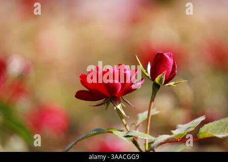 carta con un effetto blu che raffigura due gemme di rose rosse su sfondo beige-verde sfocato. Aprire lo spazio per il testo Foto Stock