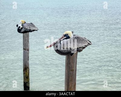 Due pellicani riposano su pali di legno in acque poco profonde e trasparenti. Le piume dettagliate e la postura di riposo sono visibili sullo sfondo dell'oceano. Foto Stock