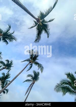 Un gruppo di alte palme viste da un basso angolo con fronde verdi lussureggianti che si estendono contro un cielo blu luminoso, che mostra la bellezza tropicale e il seren Foto Stock