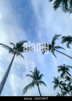 Alte palme con fronde verdi che si estendono verso il cielo in una giornata di sole. La prospettiva cattura la bellezza della natura tropicale e la serena isola vi Foto Stock