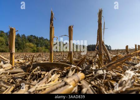 stoppie dopo la raccolta del mais in autunno , stoppie di mais alte spesse e molto dure in un campo agricolo, cielo blu, vista dal basso, paesaggio ph Foto Stock