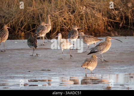 Curlew eurasiatico (Numenius arquata), Old Hunstanton, Norfolk Foto Stock