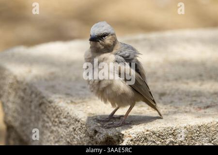Primo piano di un tessitore sociale dalla testa grigia (Pseudonigrita arnaudi) arroccato su una lastra di cemento nel Parco Nazionale del Serengeti, Tanzania, Africa Foto Stock
