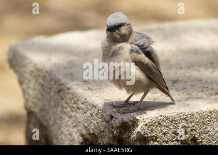 Primo piano di un tessitore sociale dalla testa grigia (Pseudonigrita arnaudi) arroccato su una lastra di cemento nel Parco Nazionale del Serengeti, Tanzania, Africa Foto Stock