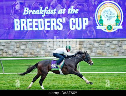 26 ottobre 2015 - Lexington, Kentucky, Stati Uniti - 26 ottobre 2015 : Tourist, allenato da William I. Mott e di proprietà di Gary Barber & WinStar Farm, LLC, esercizi in preparazione per il Breeders' Cup Mile al Keeneland Race Track a Lexington, Kentucky, il 26 ottobre 2015. Scott serio/ESW/CSM(immagine di credito: © Scott serio/CSM via ZUMA Wire) Foto Stock