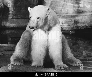 18 luglio 2015 - Polar Bear, Brookfield Zoo, Chicago Zoological Park, 1975 (immagine di credito: © Glasshouse via ZUMA Wire) Foto Stock