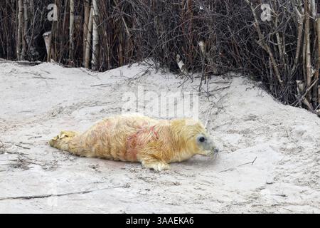 Cucciolo di foca grigia appena nato disteso su una spiaggia nel mare del nord a helgoland Foto Stock