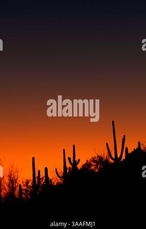 Tramonto di Saguaro (Carnegiea gigantea), Parco Nazionale di Saguaro-Tucson Mountain District, Arizona Foto Stock