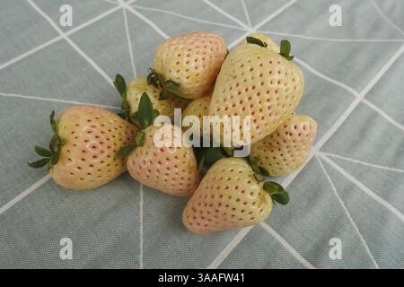 Fragola di ananas, fragola di ananas bianca, ananas, varietà speciale di fragole, frutta, frutti di bosco, sano, gustoso, fotografia di cibo, studio, Ger Foto Stock