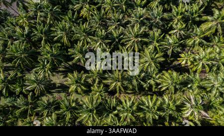 Una vista aerea mozzafiato dall'alto verso il basso di fitte palme da cocco, che creano una vivace e verde baldacchino tropicale. Foto Stock