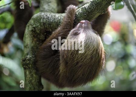 Lazybones Foto Stock