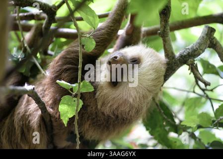 Lazybones Foto Stock