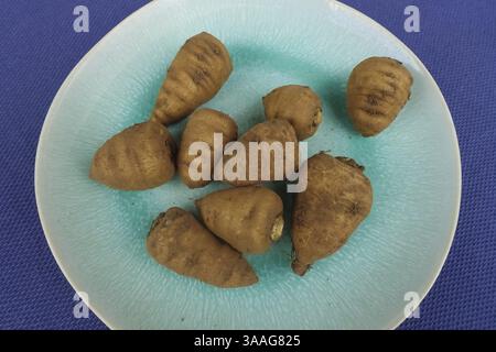 Chaerophyllum bulbosum (Chaerophyllum bulbosum), rapa chervil, bulbo chervil, radice sana, nutrizione sana, cucina vegetale, fotografia gastronomica, s Foto Stock