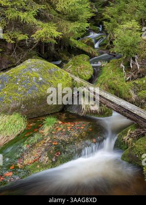 Il Kreuzbach, piccolo torrente di montagna, scorre su pietre ricoperte di muschio, foresta bavarese, bassa Baviera, Baviera, Germania, Europa Foto Stock