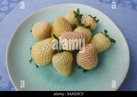 Fragola di ananas, fragola di ananas bianca, ananas, varietà speciale di fragole, frutta, frutti di bosco, sano, gustoso, fotografia di cibo, studio, Ger Foto Stock