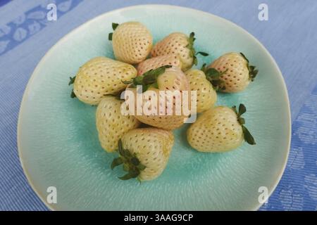 Fragola di ananas, fragola di ananas bianca, ananas, varietà speciale di fragole, frutta, frutti di bosco, sano, gustoso, fotografia di cibo, studio, Ger Foto Stock