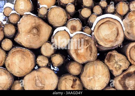 Pezzi freschi di legno dopo essere stati abbattuti nella foresta Foto Stock