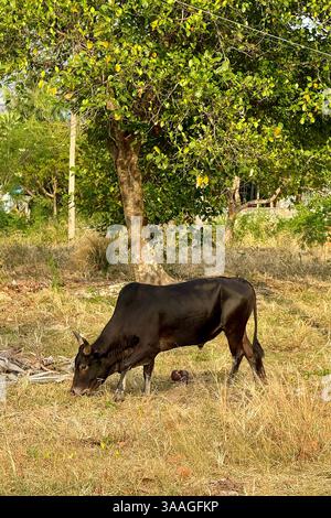 Mucca Nera che pascolano nella natura Una mucca nera pascolava tranquillamente su erba secca in un ambiente tropicale rurale. Alberi verdi e dintorni naturali creano una calma Foto Stock