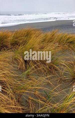 American Dunegrass, Leymus mollis, sulle dune di Gold Bluffs Beach, Redwood National and State Parks, California, USA Foto Stock