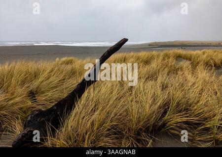 American Dunegrass, Leymus mollis, sulle dune di Gold Bluffs Beach, Redwood National and State Parks, California, USA Foto Stock