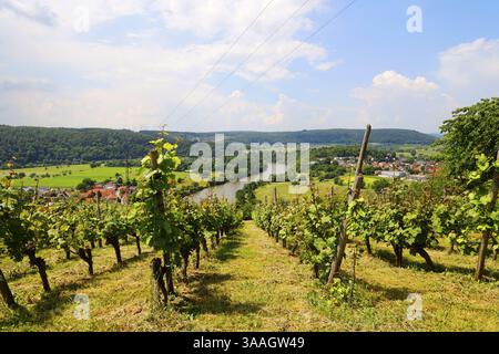 La valle del Neckar, vista dal Michelsberg, Gundelsheim, Baden-Wuerttemberg, Germania, Europa Foto Stock