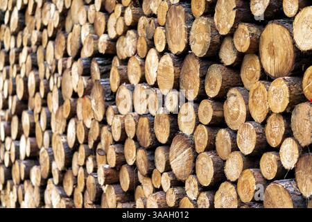 Pezzi di legno dopo essere stati abbattuti in una foresta Foto Stock