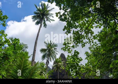 Un lussureggiante sentiero nella giungla attraverso la valle di Hakaui, Nuku Hiva, le isole Marchesi, la Polinesia francese. Torreggianti scogliere basaltiche e fitta vegetazione circondano il tra Foto Stock