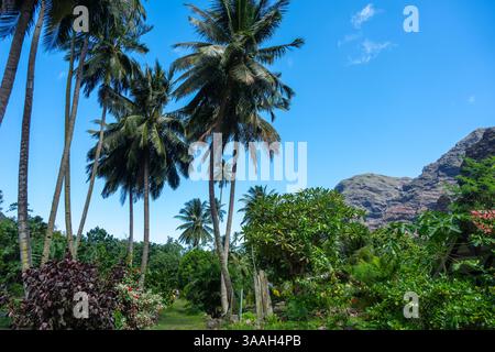 Un lussureggiante sentiero nella giungla attraverso la valle di Hakaui, Nuku Hiva, le isole Marchesi, la Polinesia francese. Torreggianti scogliere basaltiche e fitta vegetazione circondano il tra Foto Stock