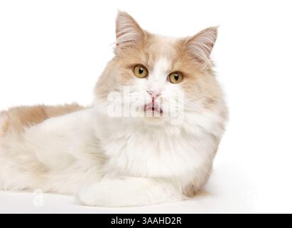 Ginger White Cat isolato su sfondo bianco. Ritratto di animali Foto Stock