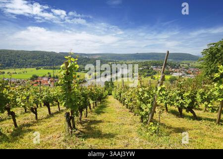 La valle del Neckar, vista dal Michelsberg, Gundelsheim, Baden-Wuerttemberg, Germania, Europa Foto Stock
